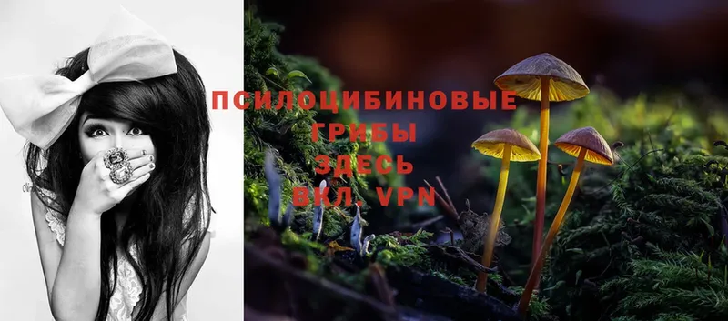 Псилоцибиновые грибы Psilocybe  Улан-Удэ 